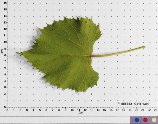 LEAF