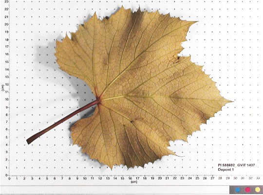 LEAF