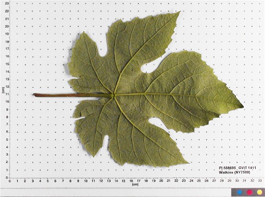 LEAF