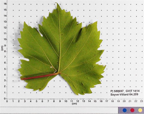 LEAF