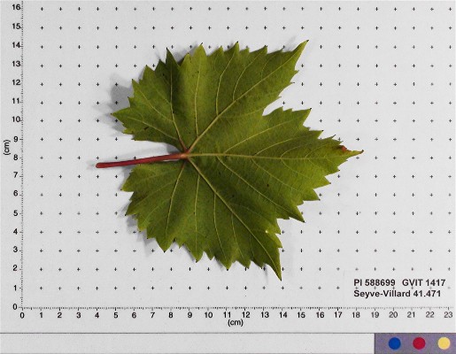 Click for 4 image(s) for this accession. LEAF