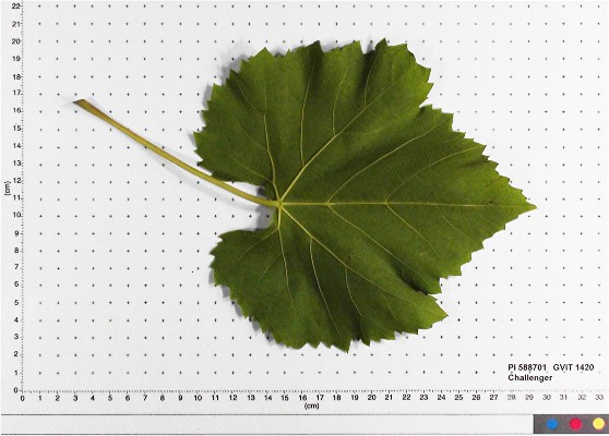 LEAF