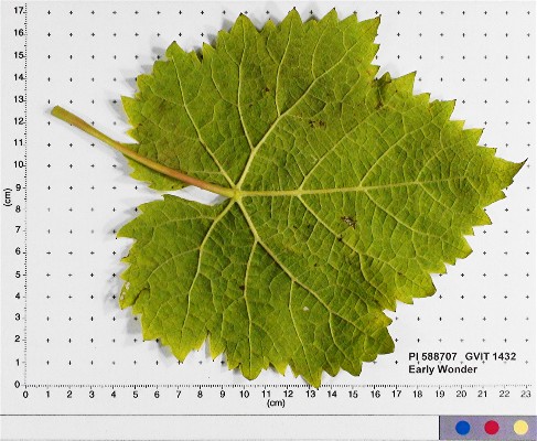 LEAF