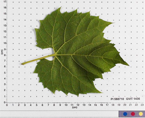 LEAF