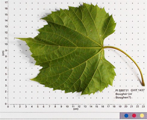 LEAF