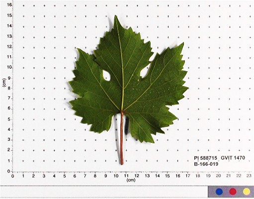 LEAF
