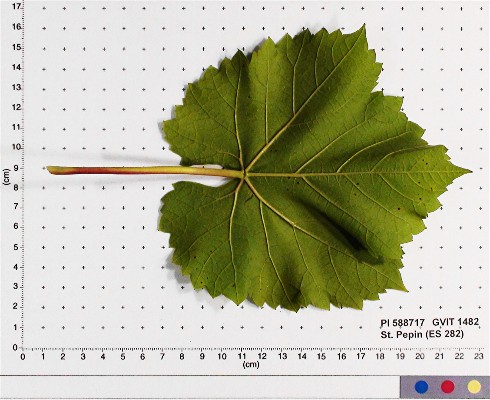 LEAF