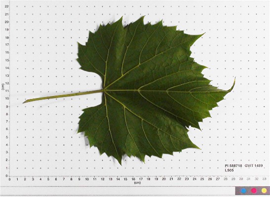 LEAF