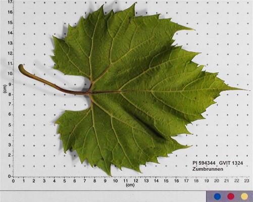 LEAF