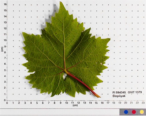 LEAF