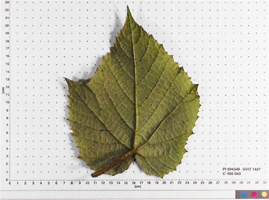 LEAF
