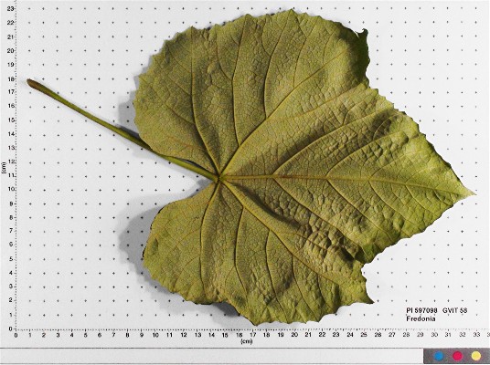 Click for 3 image(s) for this accession. LEAF