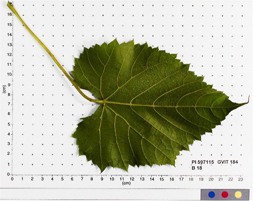 LEAF