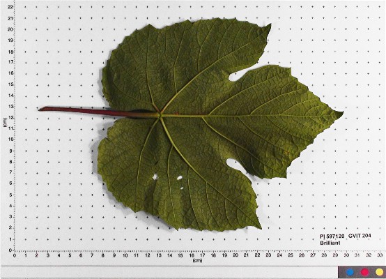 Click for 3 image(s) for this accession. LEAF
