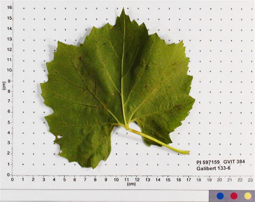 LEAF
