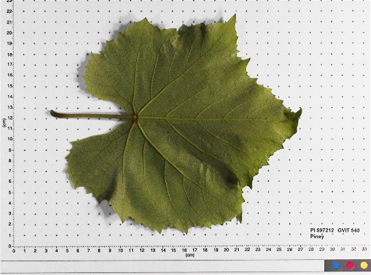 LEAF