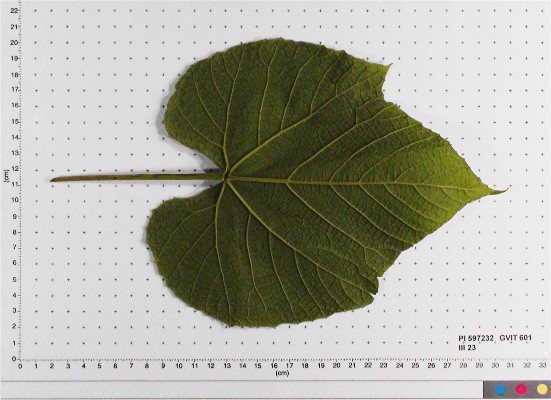 LEAF