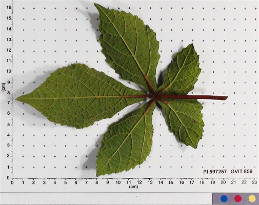 LEAF