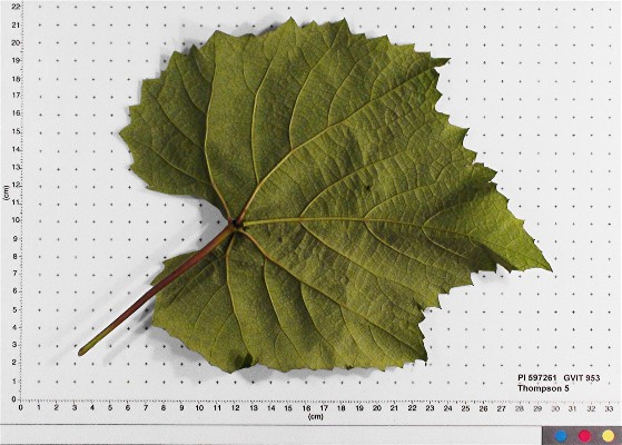 LEAF
