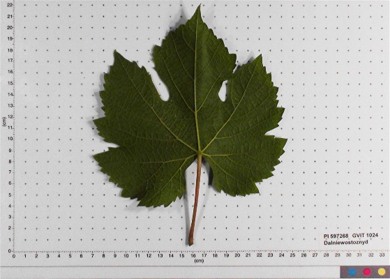 LEAF