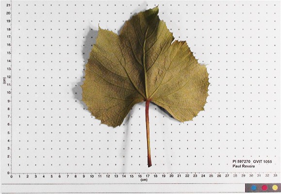 LEAF
