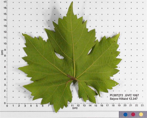 Click for 3 image(s) for this accession. LEAF