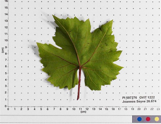 LEAF