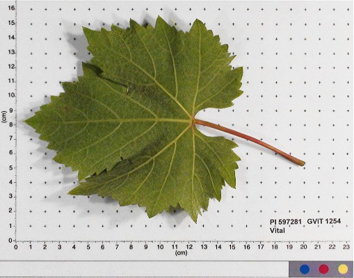 Click for 2 image(s) for this accession. LEAF