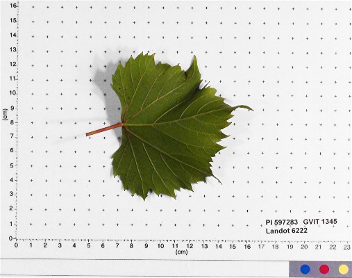 LEAF