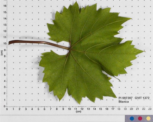 LEAF