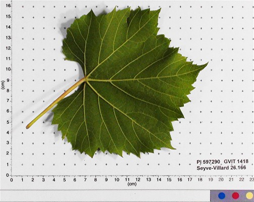 LEAF