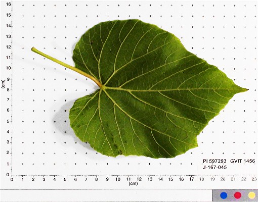 LEAF