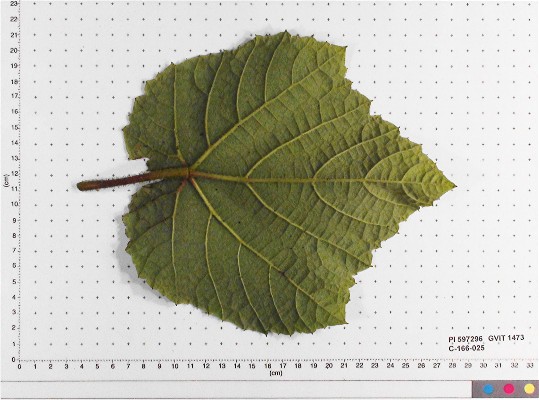 LEAF