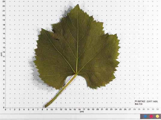 LEAF