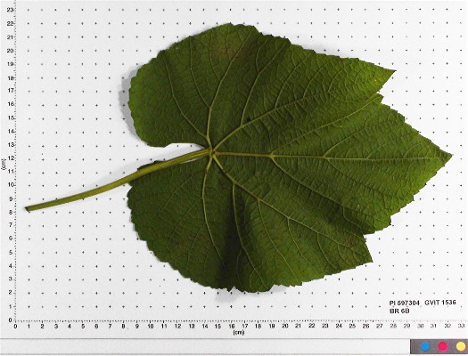 LEAF