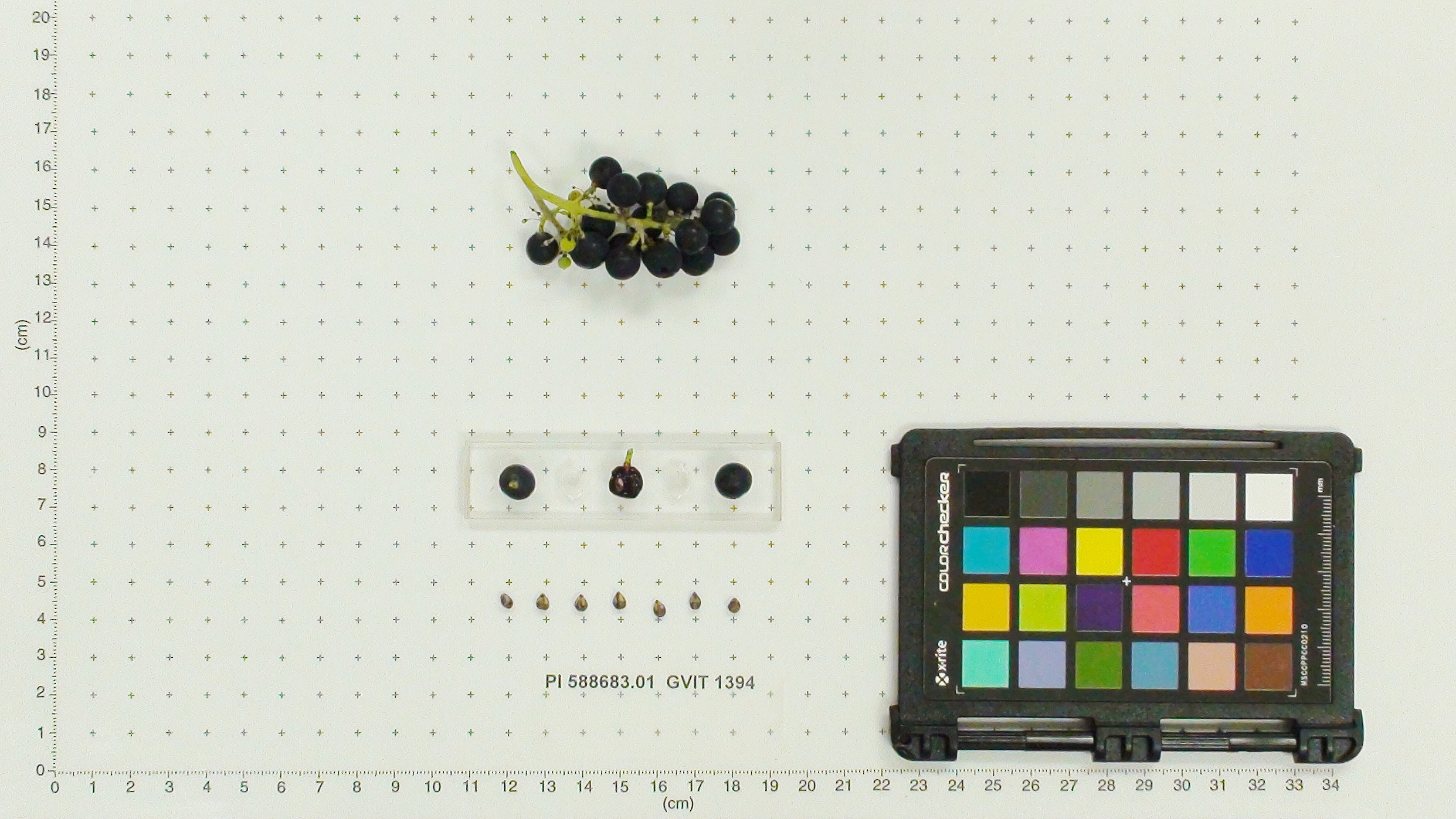 FRUIT