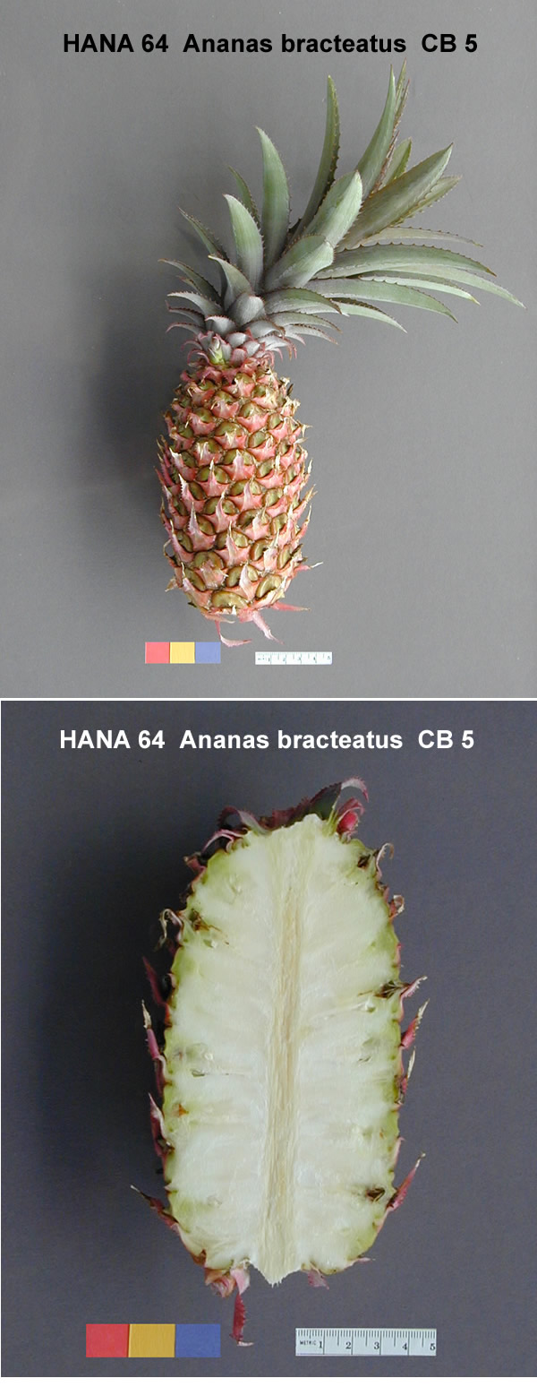 FRUIT