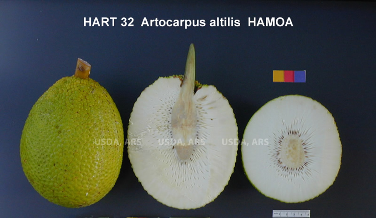 Click for 1 image(s) for this accession. FRUIT