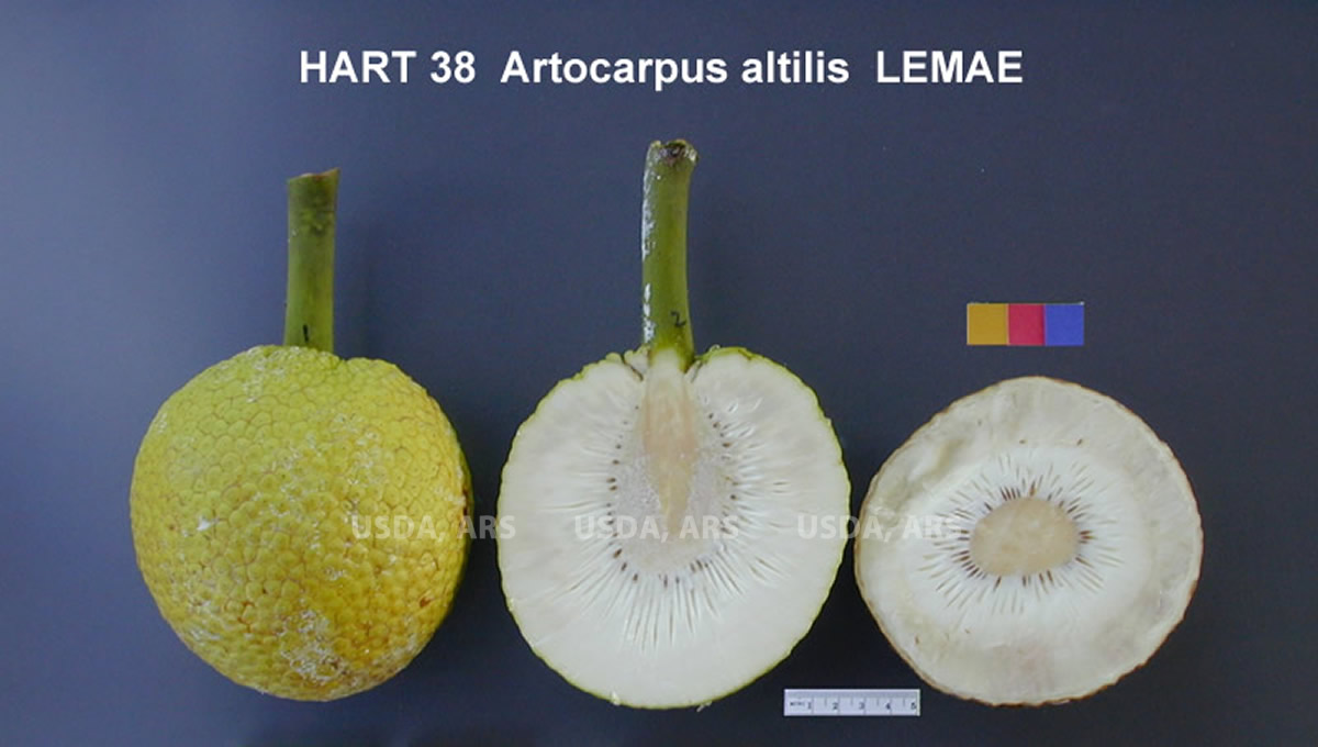 FRUIT