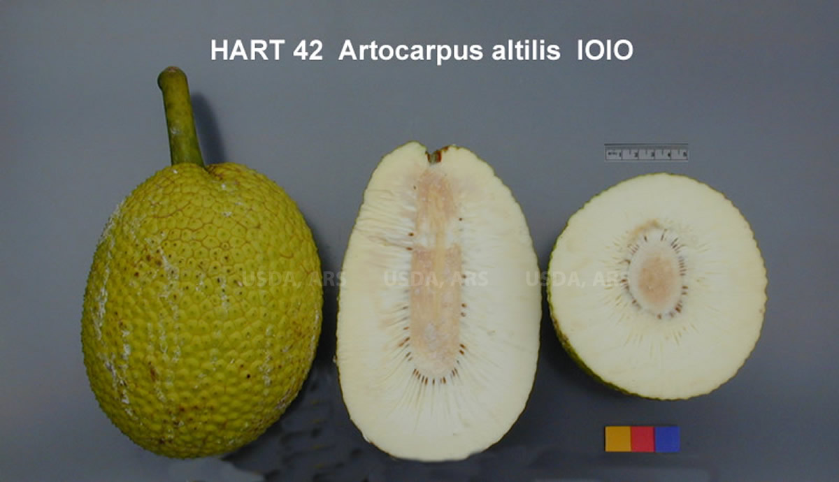 Click for 1 image(s) for this accession. FRUIT