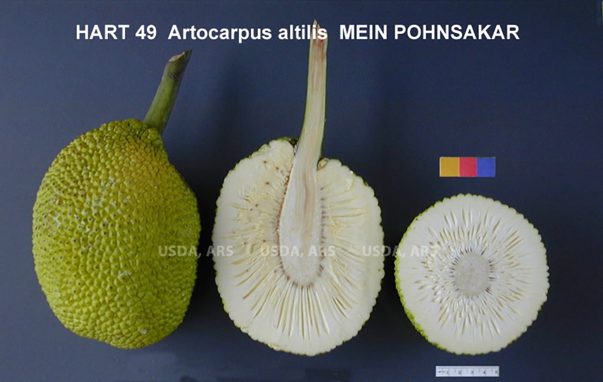 FRUIT