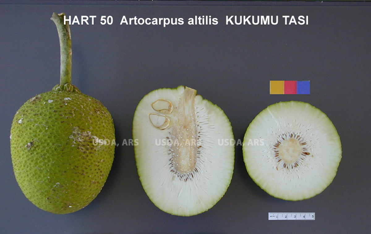 FRUIT