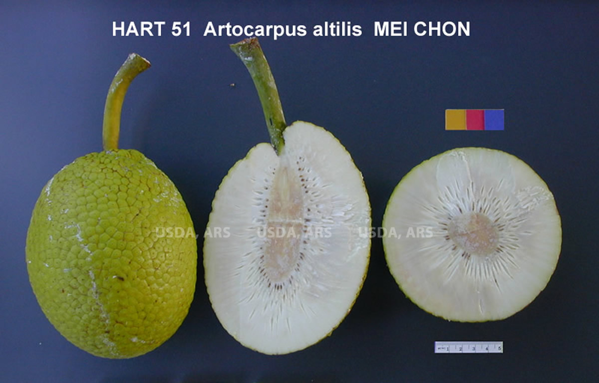 FRUIT