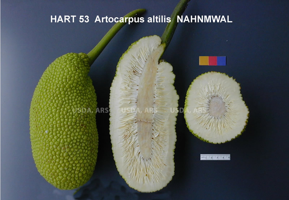 FRUIT
