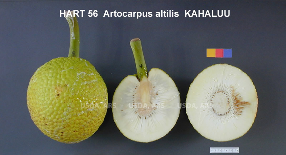Click for 1 image(s) for this accession. FRUIT