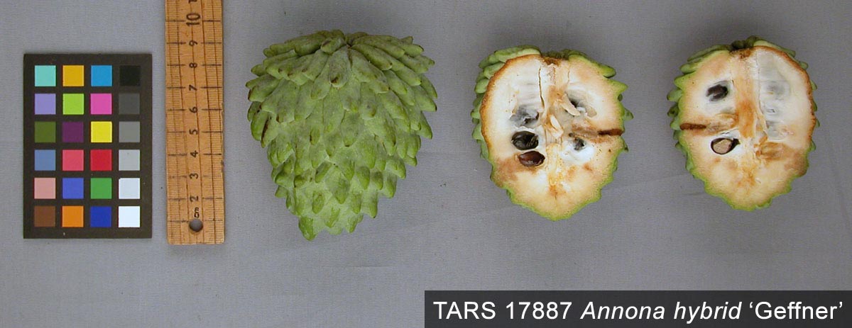 FRUIT