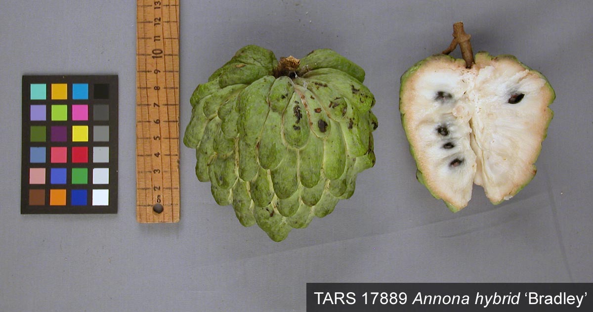 FRUIT