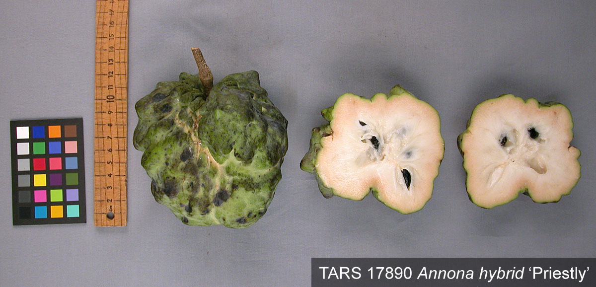 FRUIT