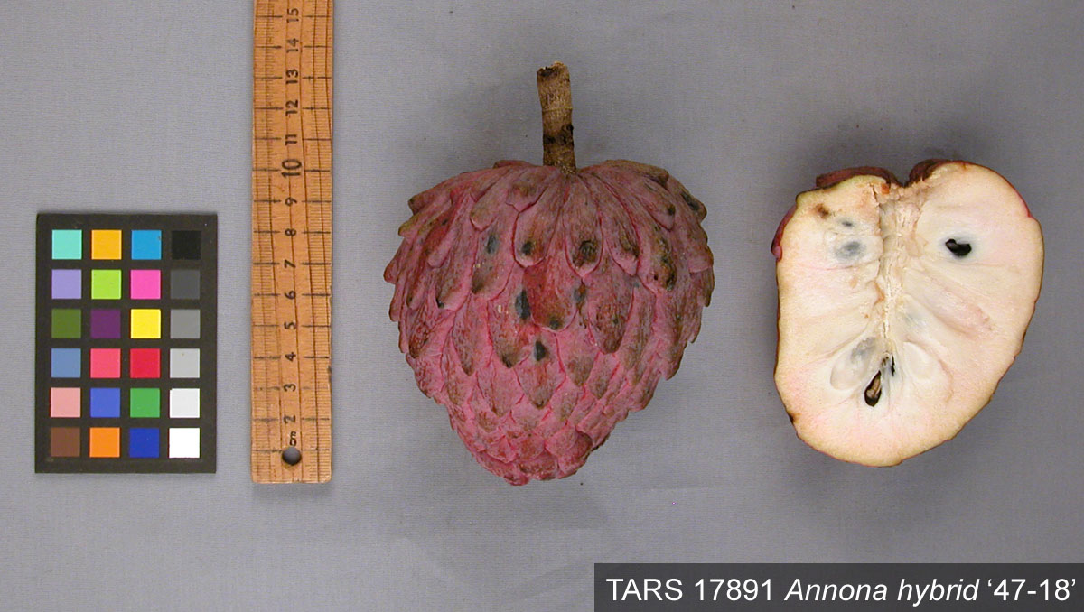 FRUIT