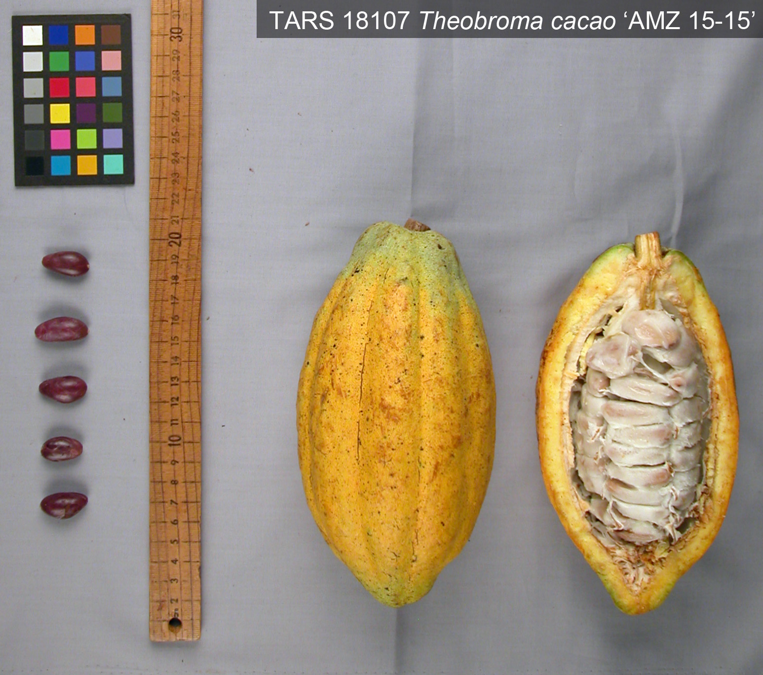 Click for 1 image(s) for this accession. POD